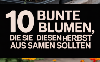 10 Bunte Blumen, Die Sie Diesen Herbst Aus Samen Ziehen Sollten