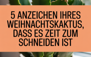 5 Anzeichen Ihres Weihnachtskaktus, dass es Zeit zum Schneiden ist