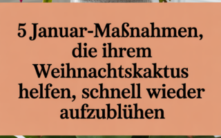 5 Januar-Maßnahmen, die Ihrem Weihnachtskaktus helfen, schnell wieder aufzublühen