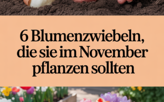 6 Blumenzwiebeln, die Sie im November pflanzen sollten