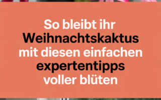 So bleibt Ihr Weihnachtskaktus mit diesen einfachen Expertentipps voller Blüten