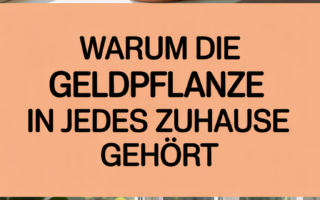 Warum die Geldpflanze in jedes Zuhause gehört