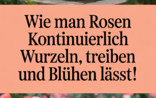 Wie man Rosen kontinuierlich wurzeln, treiben und blühen lässt!