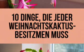 10 Dinge, die jeder Weihnachtskaktus-Besitzer wissen muss