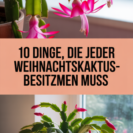 10 Dinge, die jeder Weihnachtskaktus-Besitzer wissen muss