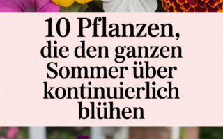 10 Pflanzen, die den ganzen Sommer über kontinuierlich blühen