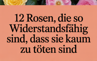12 Rosen, die so widerstandsfähig sind, dass sie kaum zu töten sind