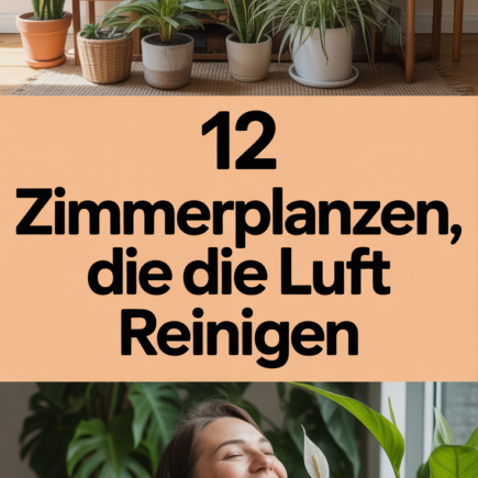12 Zimmerpflanzen, die die Luft reinigen