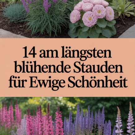 14 am längsten blühende Stauden für ewige Schönheit
