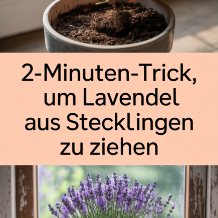 2-Minuten-Trick, um Lavendel aus Stecklingen zu ziehen
