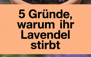 5 Gründe, warum Ihr Lavendel stirbt