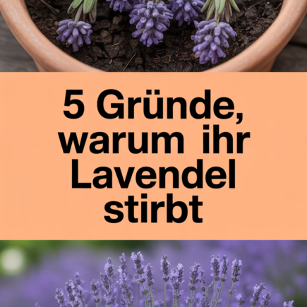 5 Gründe, warum Ihr Lavendel stirbt