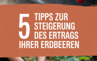 5 Tipps zur Steigerung des Ertrags Ihrer Erdbeeren