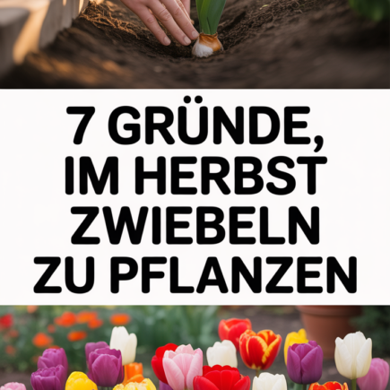 7 Gründe, im Herbst Zwiebeln zu pflanzen