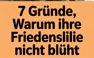 7 Gründe, warum Ihre Friedenslilie nicht blüht