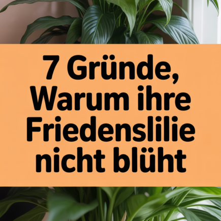 7 Gründe, warum Ihre Friedenslilie nicht blüht