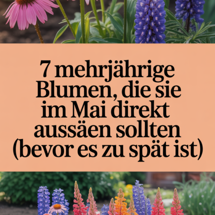 7 mehrjährige Blumen, die Sie im Mai direkt aussäen sollten (bevor es zu spät ist!)
