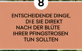8 entscheidende Dinge, die Sie direkt nach der Blüte Ihrer Pfingstrosen tun sollten