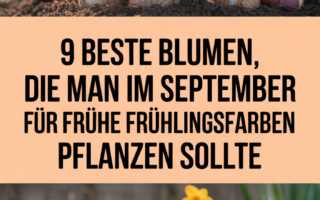 9 beste Blumen, die man im September für frühe Frühlingsfarben pflanzen sollte