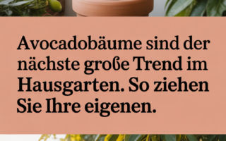 Avocadobäume sind der nächste große Trend im Hausgarten. So ziehen Sie Ihre eigenen.