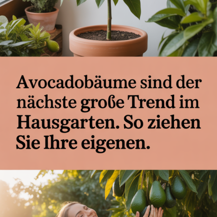 Avocadobäume sind der nächste große Trend im Hausgarten. So ziehen Sie Ihre eigenen.