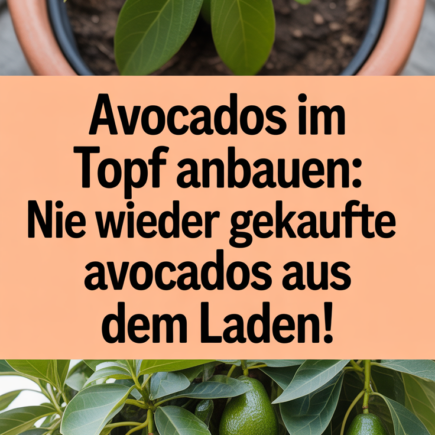 Avocados im Topf anbauen: Nie wieder gekaufte Avocados aus dem Laden!