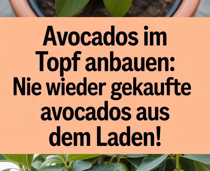 Avocados im Topf anbauen: Nie wieder gekaufte Avocados aus dem Laden!