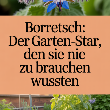 Borretsch: Der Garten-Star, den Sie nie zu brauchen wussten
