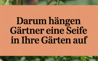 Darum hängen Gärtner eine Seife in ihre Gärten auf