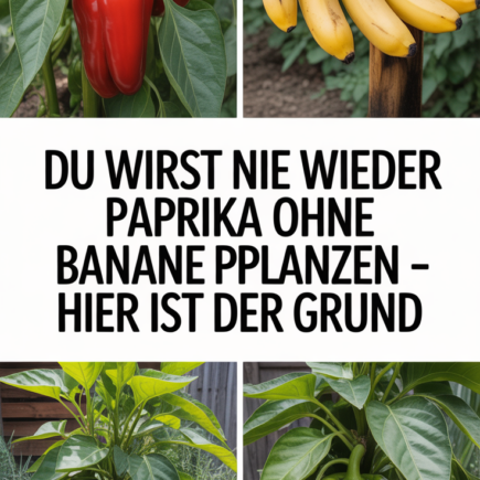 Du wirst nie wieder Paprika ohne Banane pflanzen – hier ist der Grund