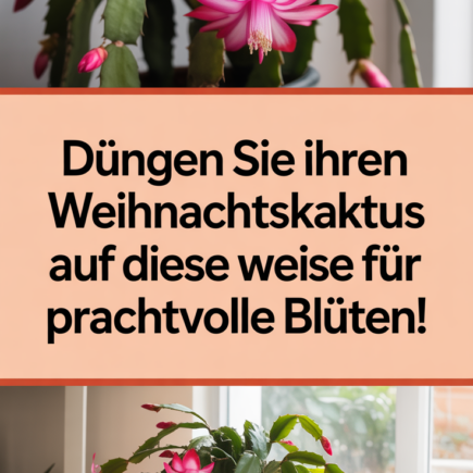 Düngen Sie Ihren Weihnachtskaktus auf diese Weise für prachtvolle Blüten!