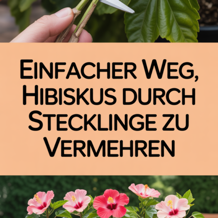 Einfacher Weg, Hibiskus durch Stecklinge zu vermehren
