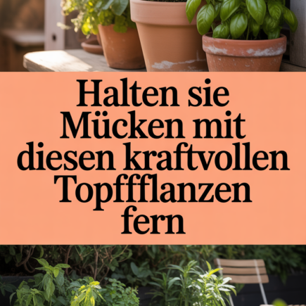 Halten Sie Mücken mit diesen kraftvollen Topfpflanzen fern