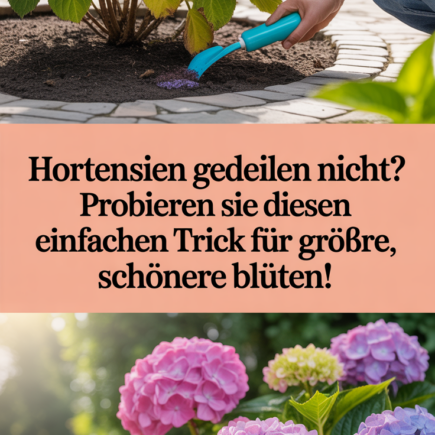 Hortensien gedeihen nicht? Probieren Sie diesen einfachen Trick für größere, schönere Blüten!