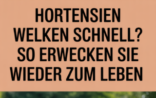 Hortensien welken schnell? So erwecken Sie sie wieder zum Leben