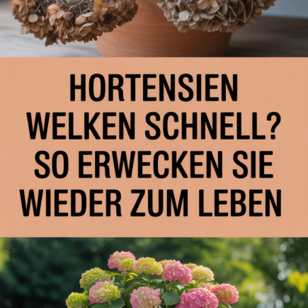 Hortensien welken schnell? So erwecken Sie sie wieder zum Leben