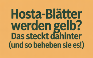 Hosta-Blätter werden gelb? Das steckt dahinter (und so beheben Sie es!)