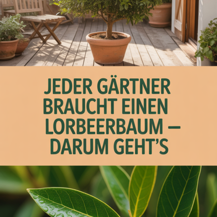 Jeder Gärtner braucht einen Lorbeerbaum – darum geht’s