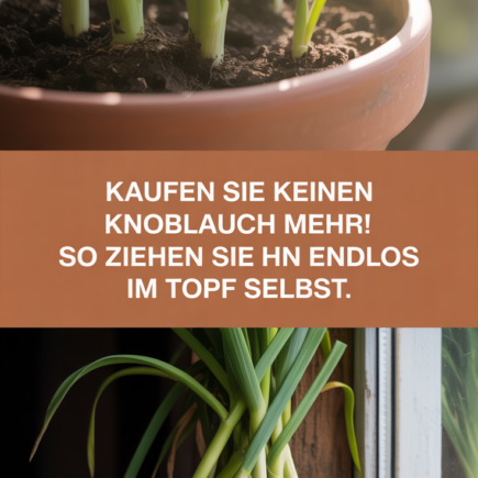 Kaufen Sie keinen Knoblauch mehr! So ziehen Sie ihn endlos im Topf selbst.
