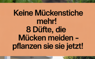 Keine Mückenstiche mehr! 8 Düfte, die Mücken meiden – Pflanzen Sie sie jetzt!