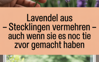 Lavendel aus Stecklingen vermehren – auch wenn Sie es noch nie zuvor gemacht haben