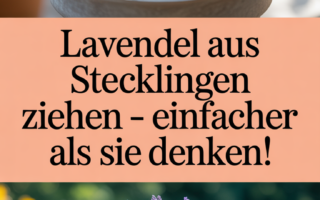 Lavendel aus Stecklingen ziehen – einfacher als Sie denken!
