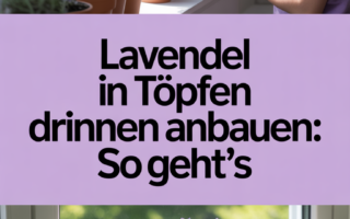 Lavendel in Töpfen drinnen anbauen: So geht’s