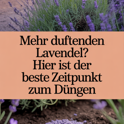 Mehr duftenden Lavendel? Hier ist der beste Zeitpunkt zum Düngen