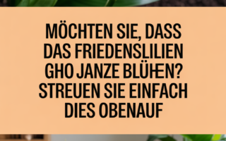 Möchten Sie, dass Friedenslilien das ganze Jahr blühen? Streuen Sie einfach dies obenauf
