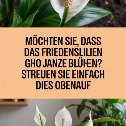 Möchten Sie, dass Friedenslilien das ganze Jahr blühen? Streuen Sie einfach dies obenauf