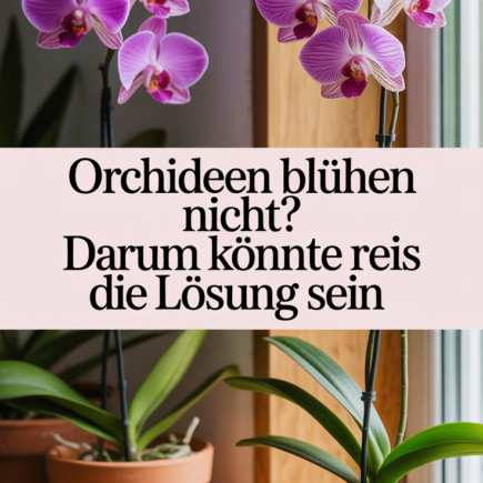 Orchideen blühen nicht? Darum könnte Reis die Lösung sein