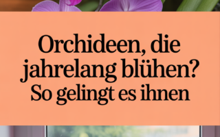 Orchideen, die jahrelang blühen? So gelingt es Ihnen