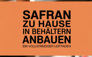 Safran zu Hause in Behältern anbauen: Ein vollständiger Leitfaden