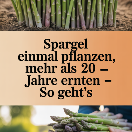 Spargel einmal pflanzen, mehr als 20 Jahre ernten – so geht’s